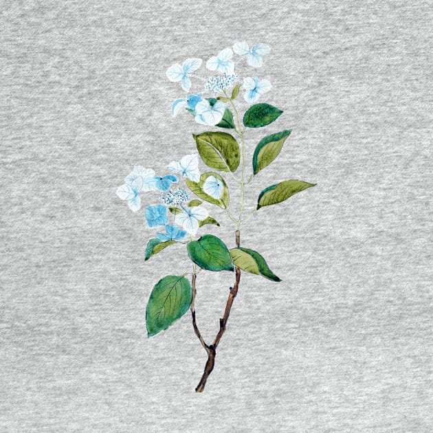 vintage blue hydrangea flowers by colorandcolor